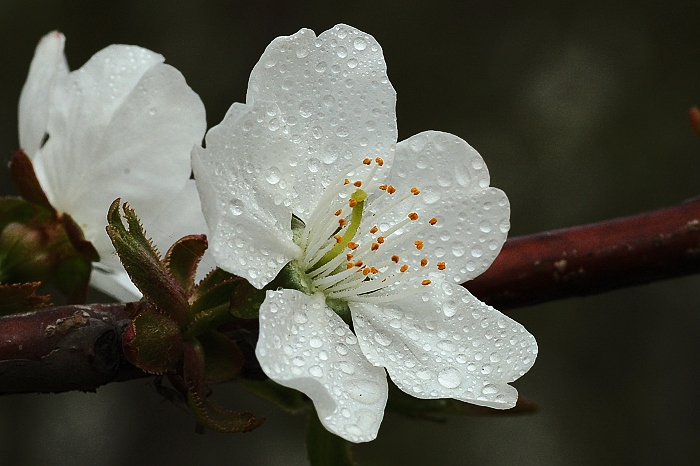 花之蕊