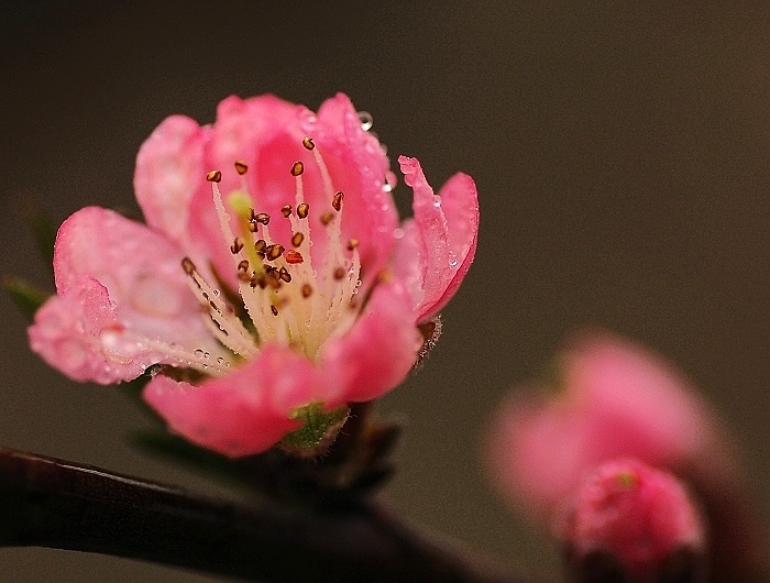花之蕊