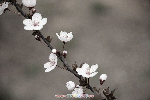 花语