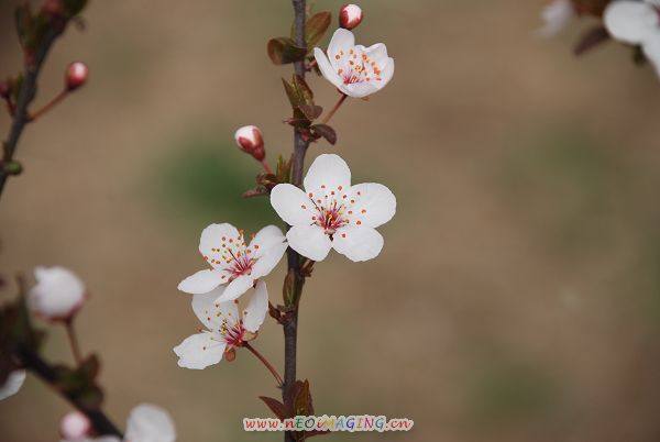 花语