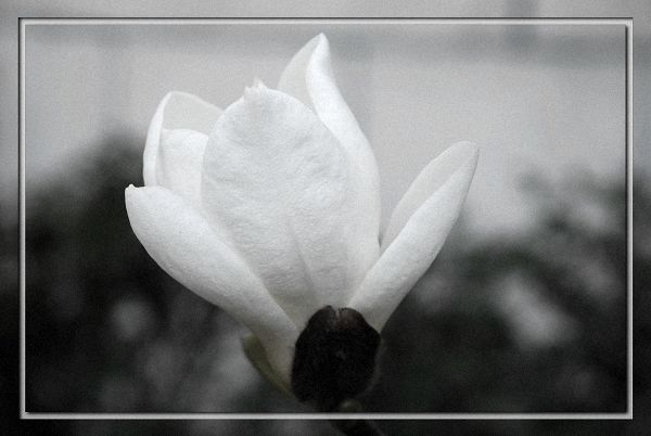 花语
