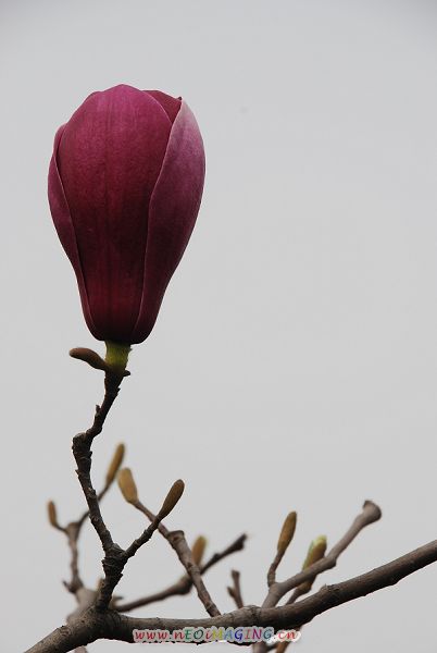 花语