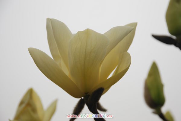 花语