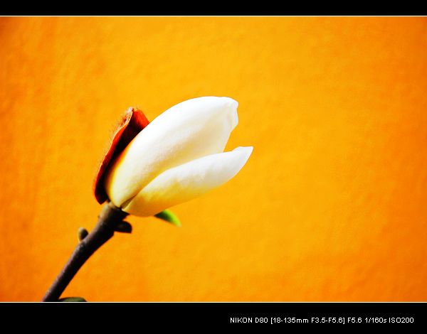 花语