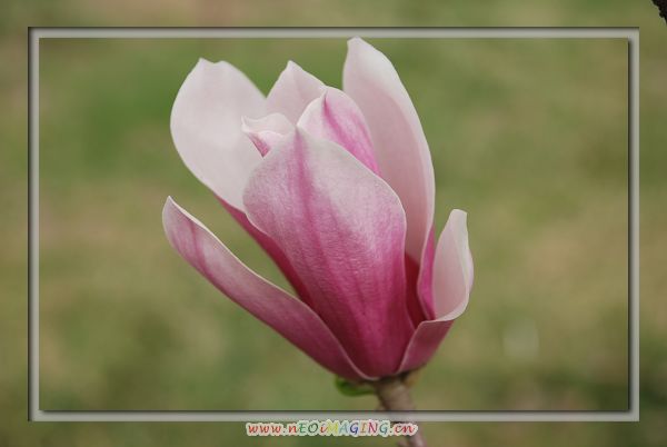 花语