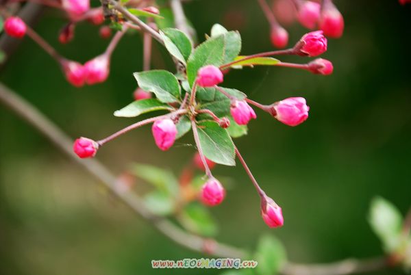 花语
