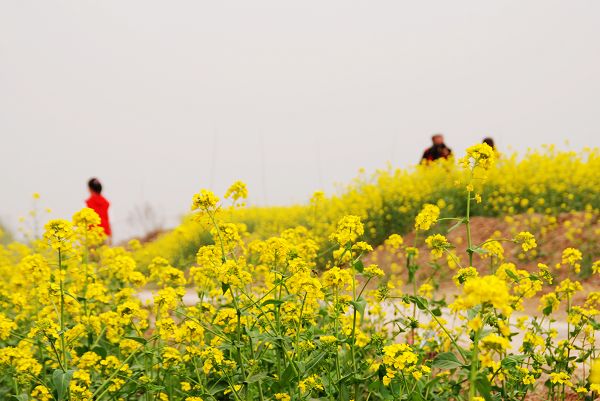 油菜花开香满地