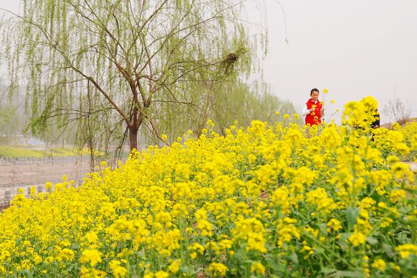 油菜花开香满地