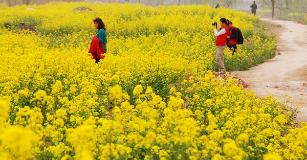 油菜花开香满地