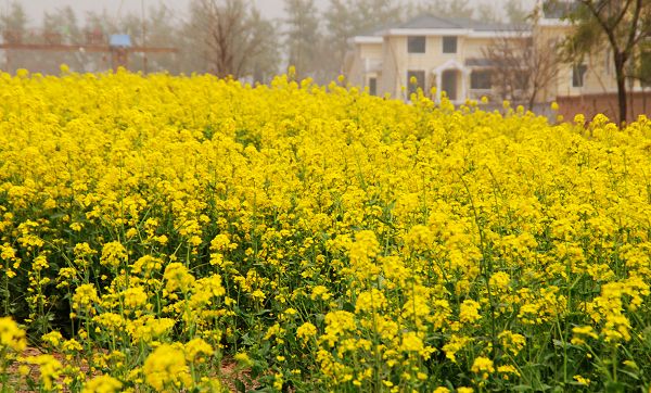 油菜花开香满地