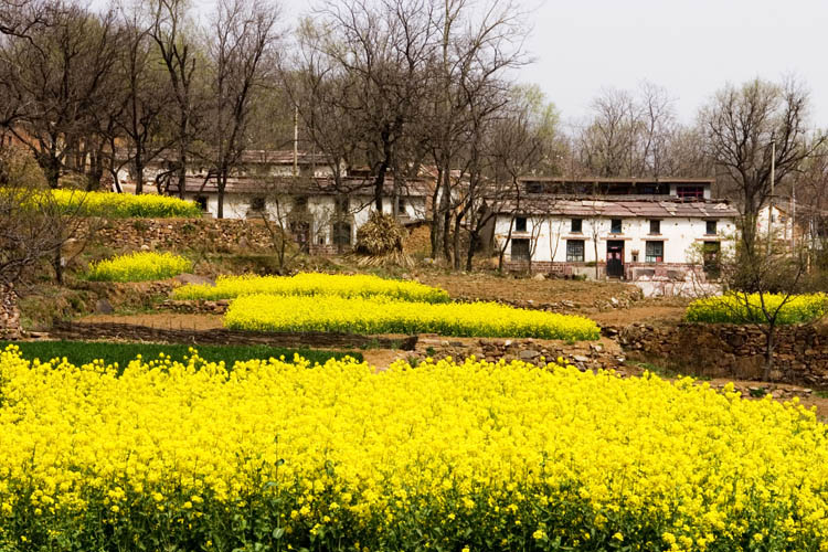 又是一年油菜黄