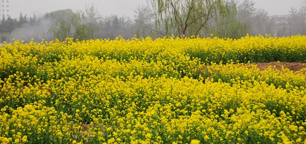 油菜花开香满地