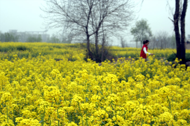 油菜花开香满地
