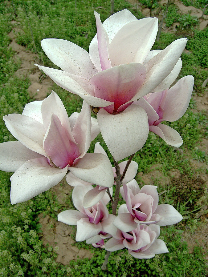 小小玉树花盛开
