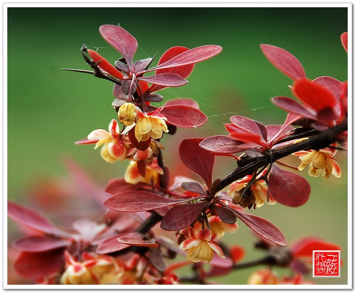 花花草草