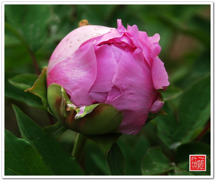花花草草