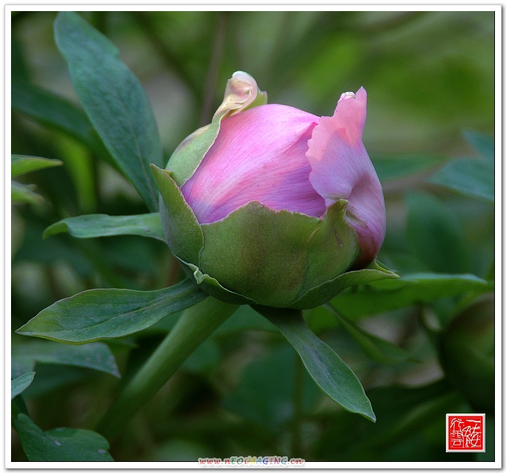 花花草草