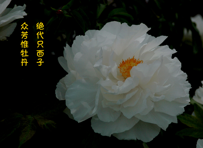 国色天香话牡丹