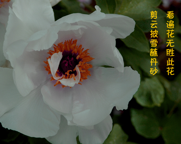 国色天香话牡丹