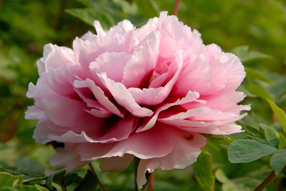 [原创]二乔(—)