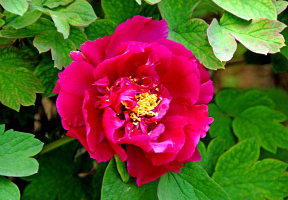 [原创]二乔