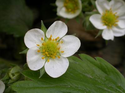 草莓花