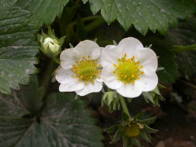 草莓花