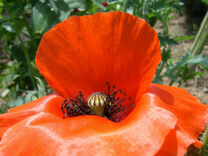 花卉一组
