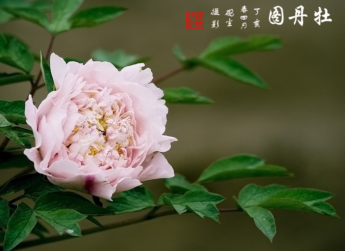 《牡丹图》---花动锦官城