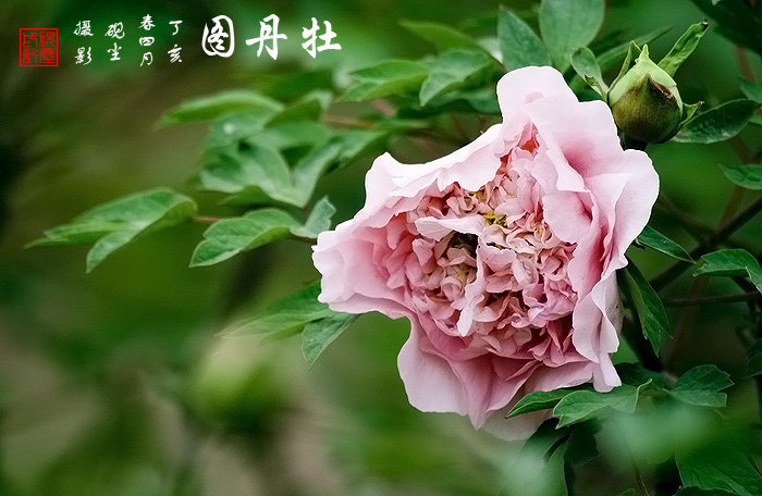 《牡丹图》---花动锦官城