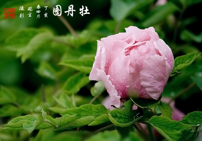 《牡丹图》---花动锦官城