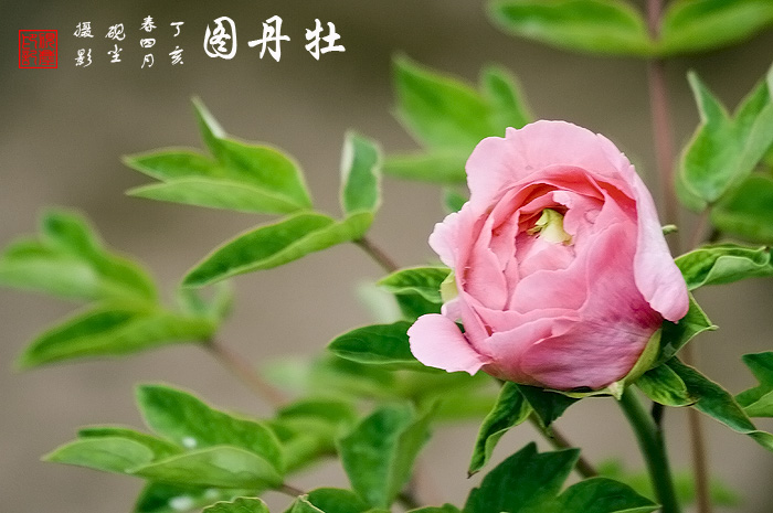 《牡丹图》---花动锦官城