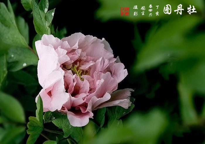 《牡丹图》---花动锦官城