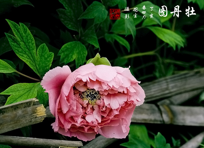 《牡丹图》---花动锦官城