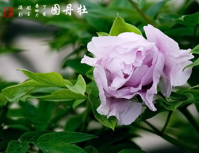 《牡丹图》---花动锦官城