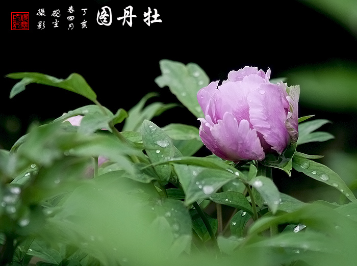 《牡丹图》---花动锦官城