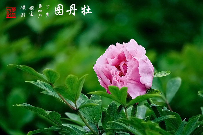 《牡丹图》---花动锦官城