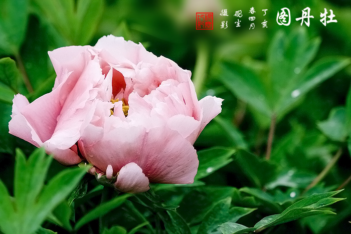 《牡丹图》---花动锦官城