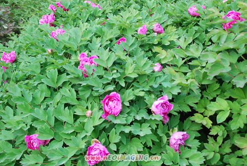 戚城牡丹