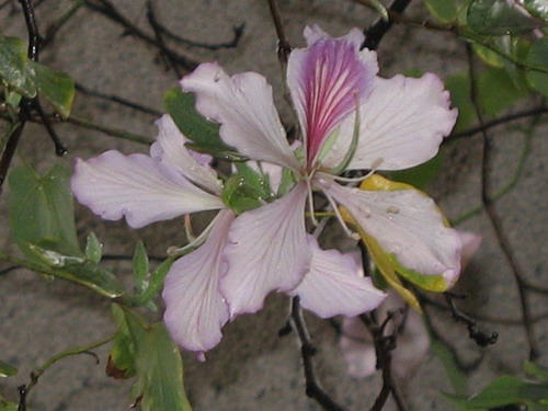 紫荆花