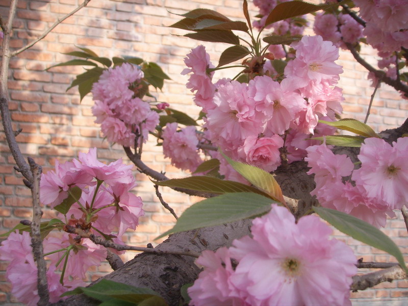 俺们单位院子里的樱花树