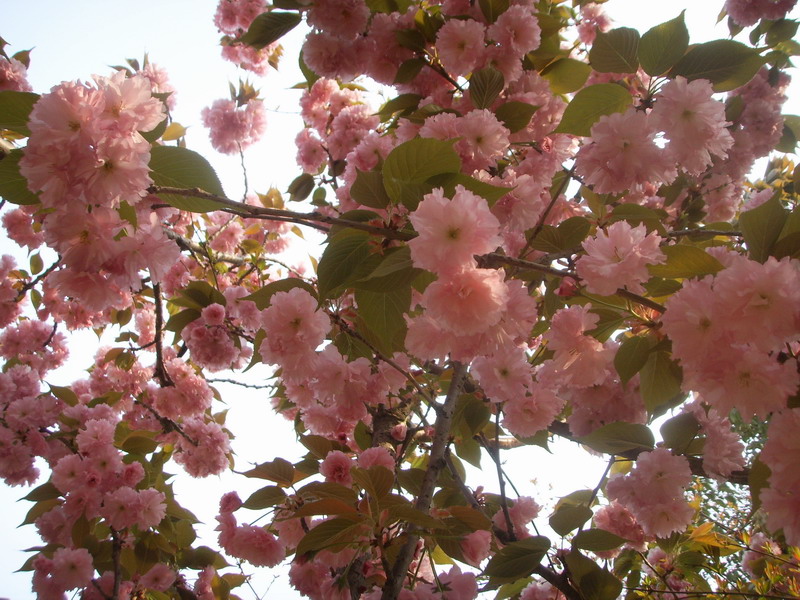 俺们单位院子里的樱花树