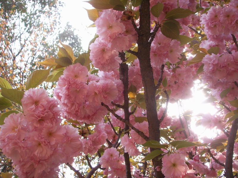 俺们单位院子里的樱花树