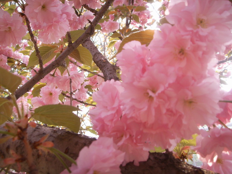 俺们单位院子里的樱花树