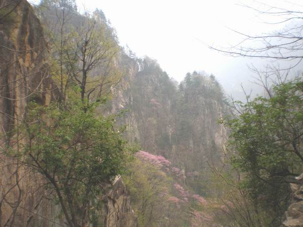 山上的紫荆花