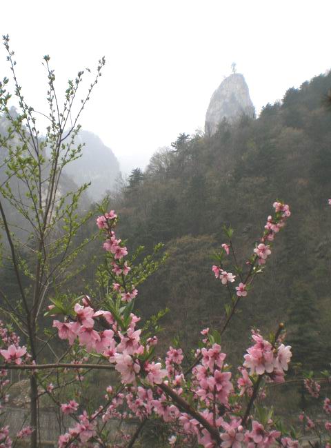 山上的紫荆花