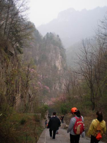 山上的紫荆花