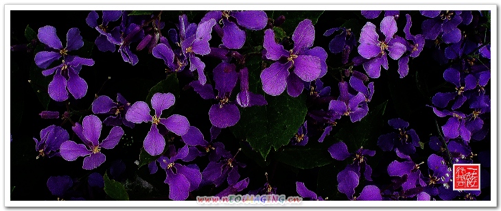 花非花！