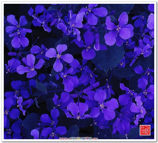 花非花！