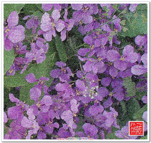 花非花！
